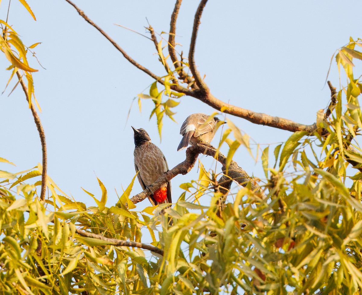 Red-vented Bulbul - ML630059317