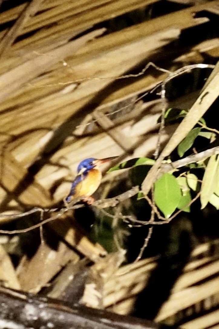 Blue-eared Kingfisher - ML630059493