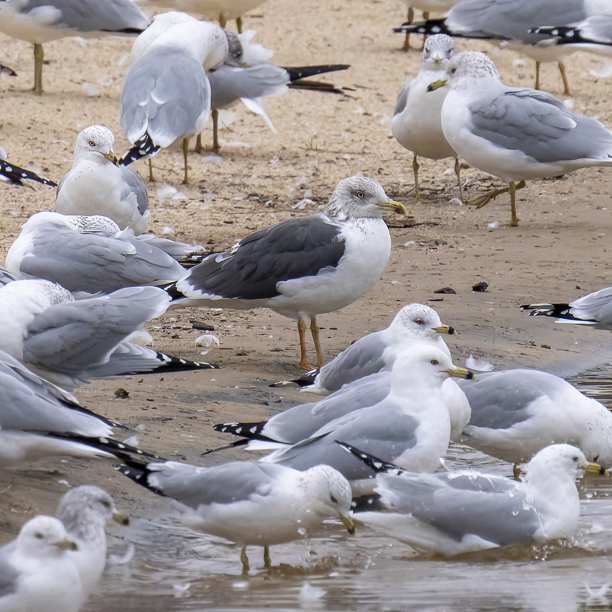 Lesser Black-backed Gull - ML630059537