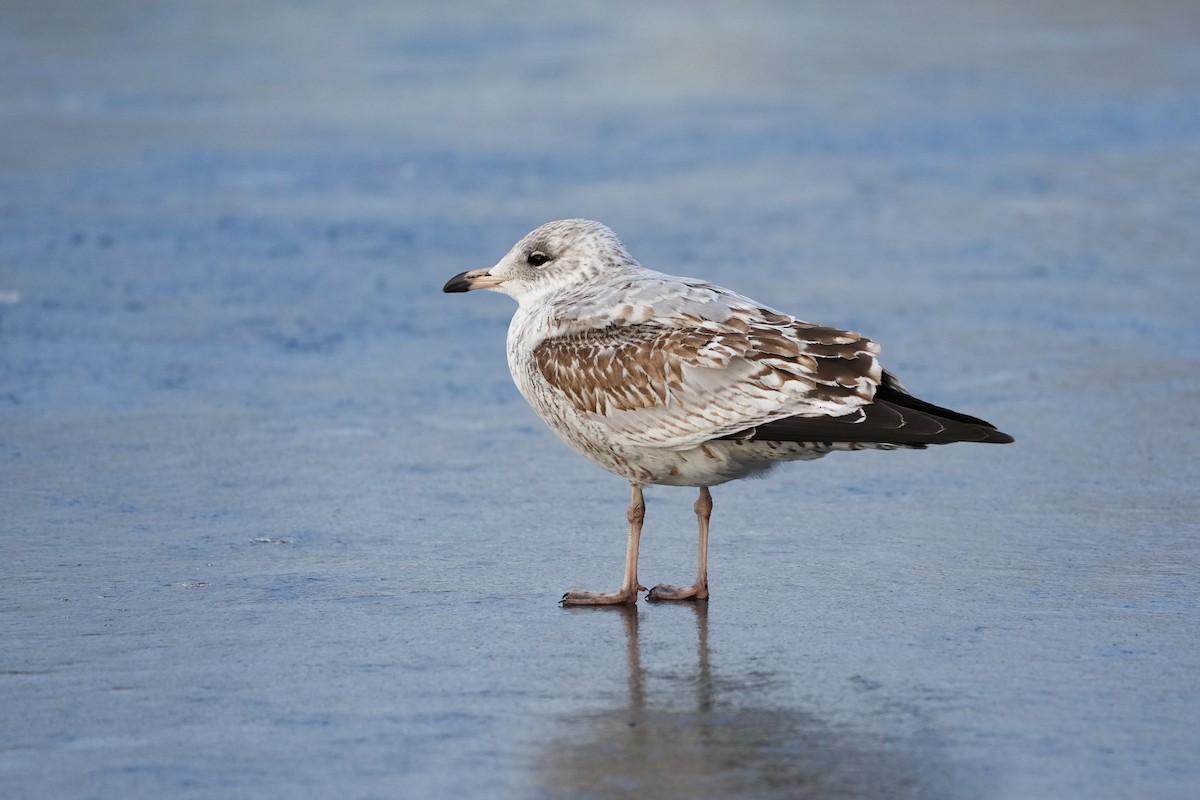 Ring-billed Gull - ML630059549