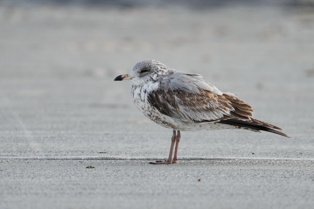 Ring-billed Gull - ML630059550