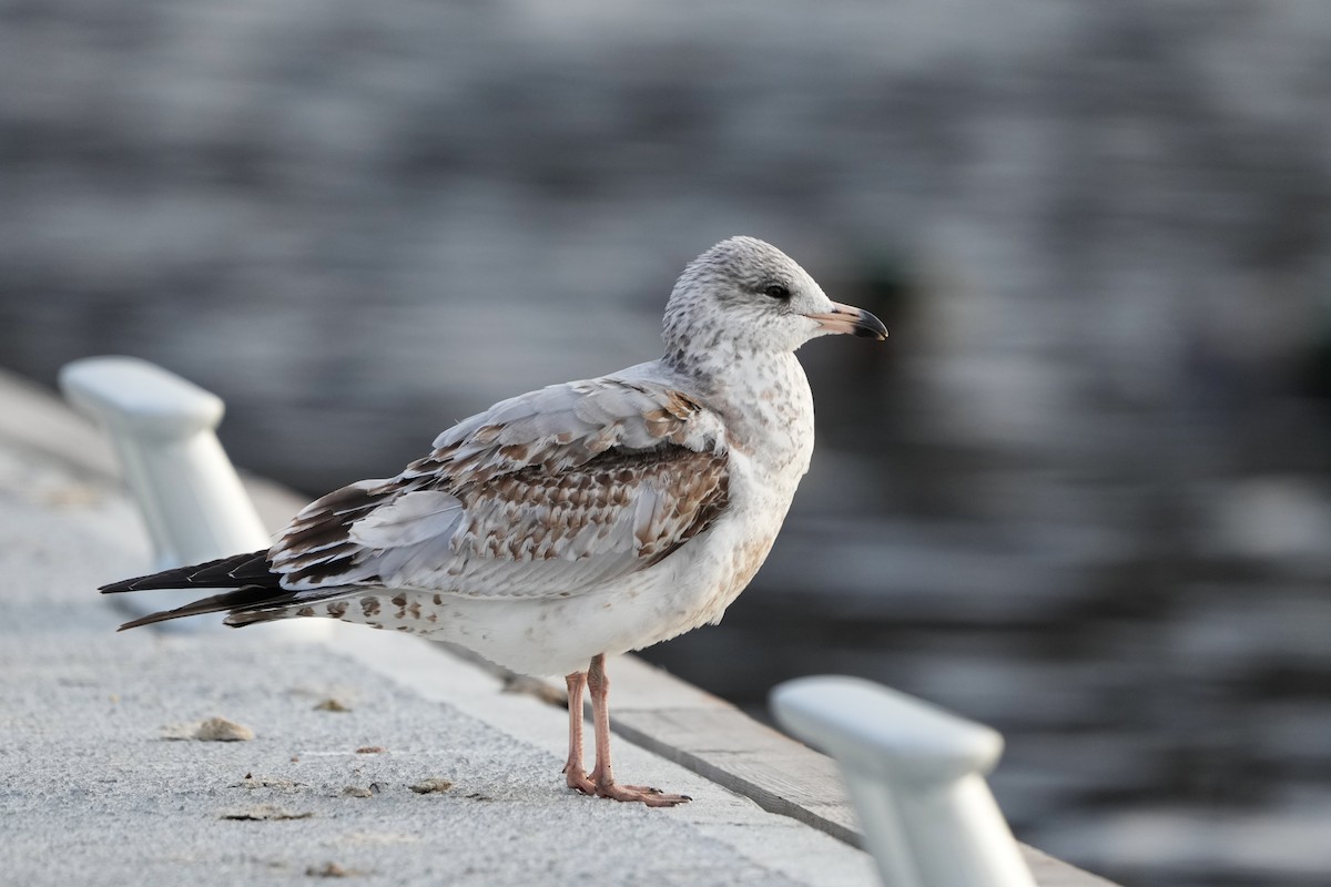 Ring-billed Gull - ML630059551