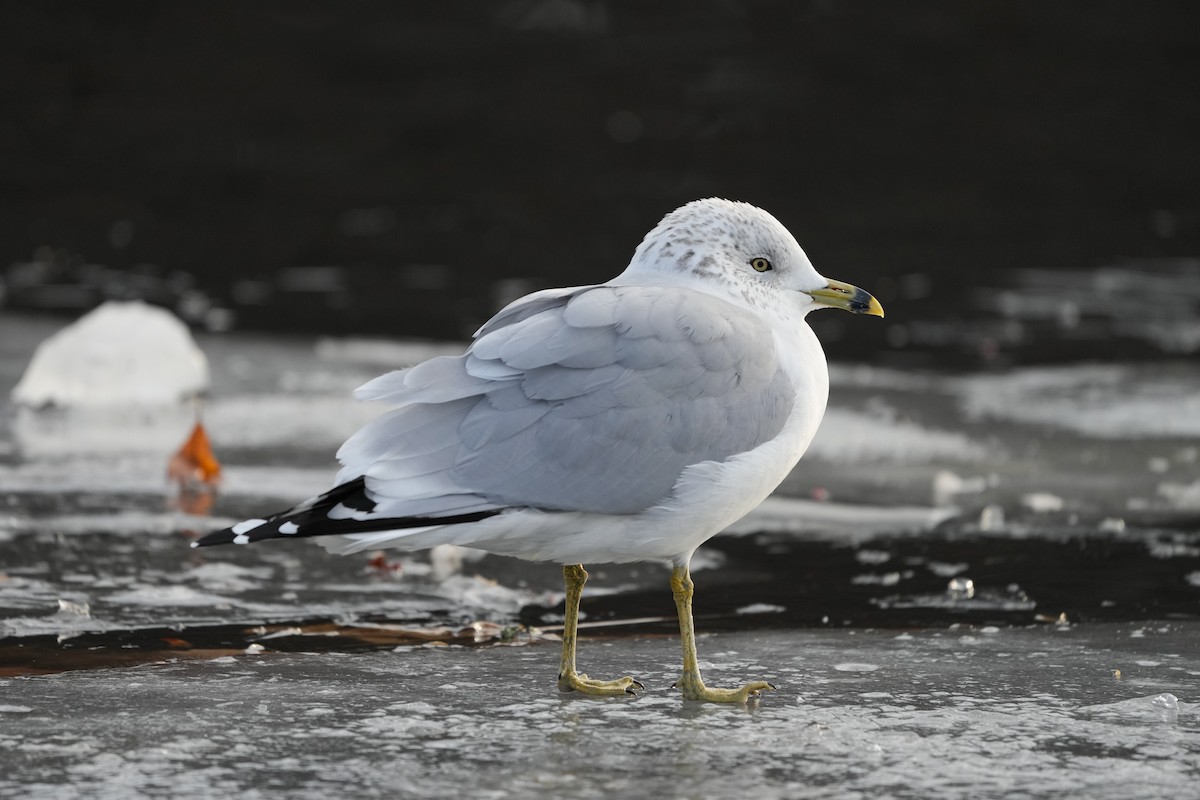 Ring-billed Gull - ML630059552