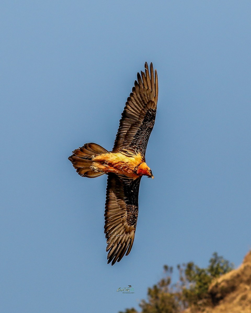 Bearded Vulture - ML630059840