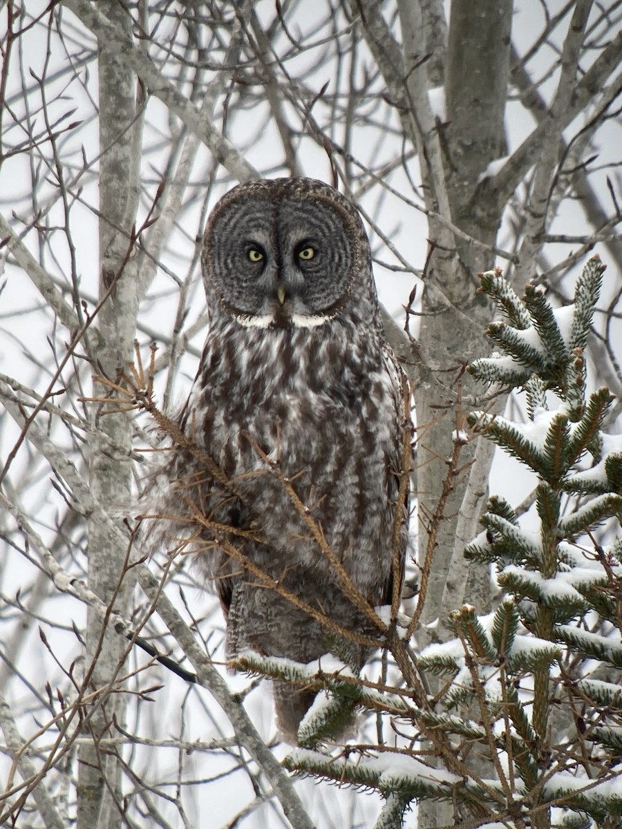 Great Gray Owl - ML630059846