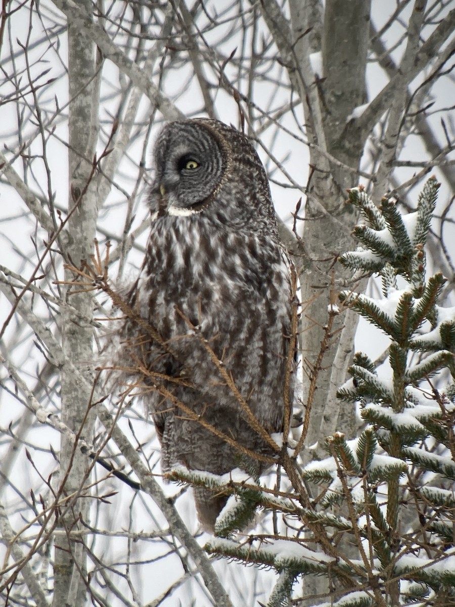 Great Gray Owl - ML630059847