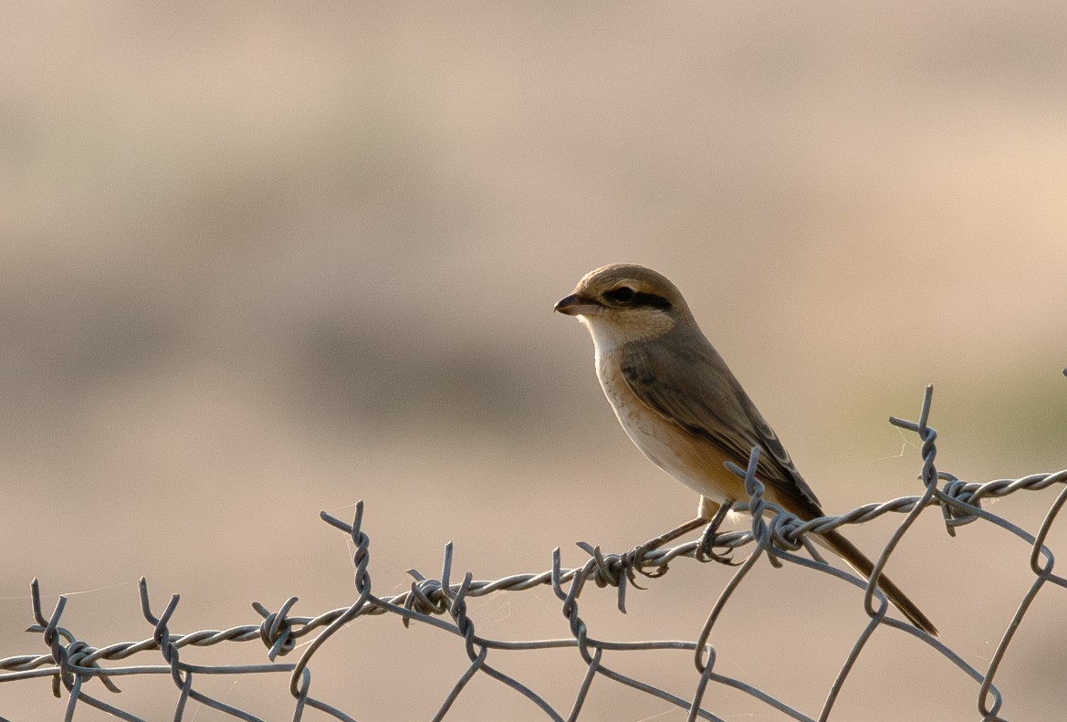 Isabelline Shrike - ML630059888