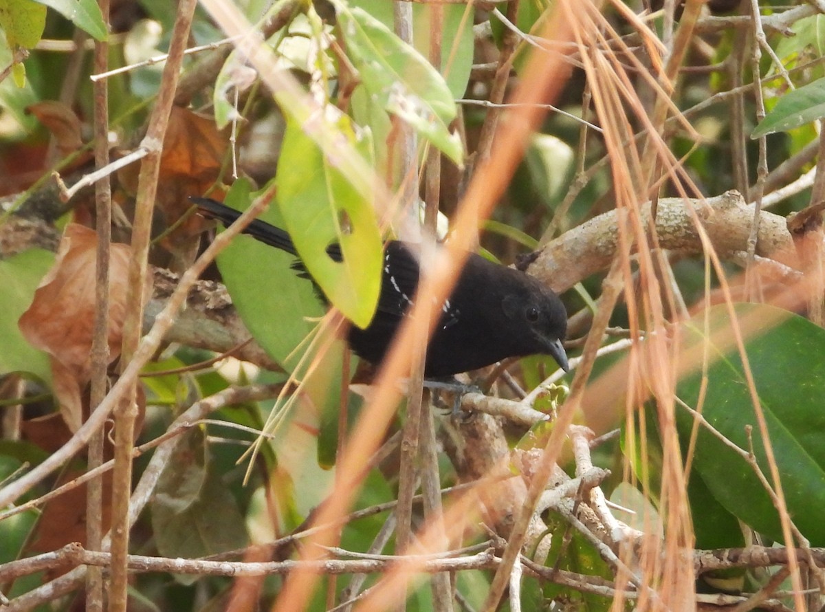 Mato Grosso Antbird - ML630059945