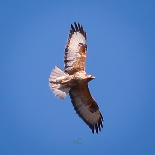 Himalayan Buzzard - ML630060011