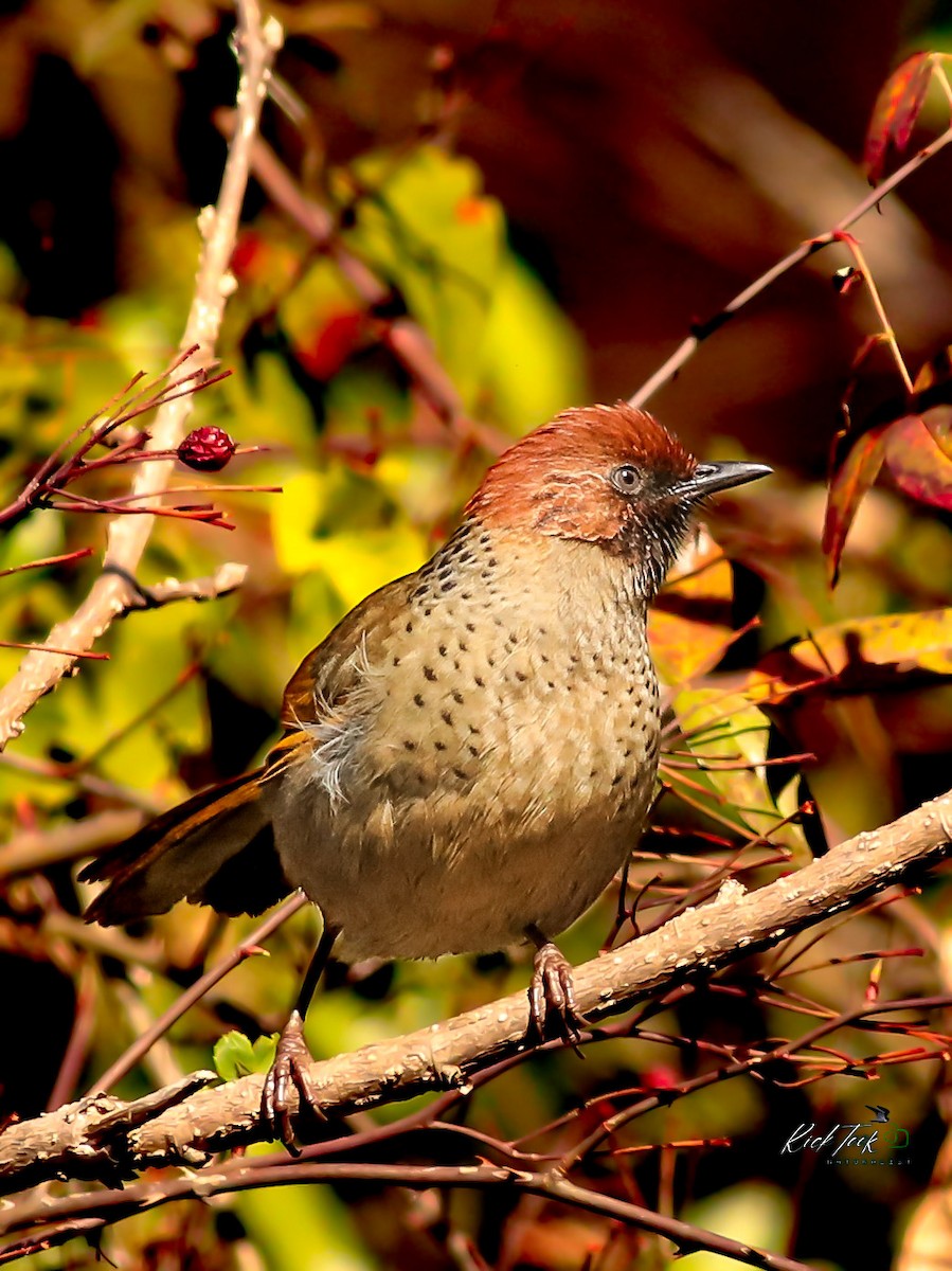 Chestnut-crowned Laughingthrush - ML630060068