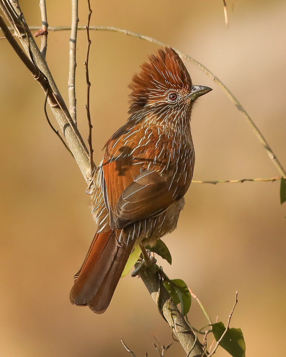 Striated Laughingthrush - ML630060104