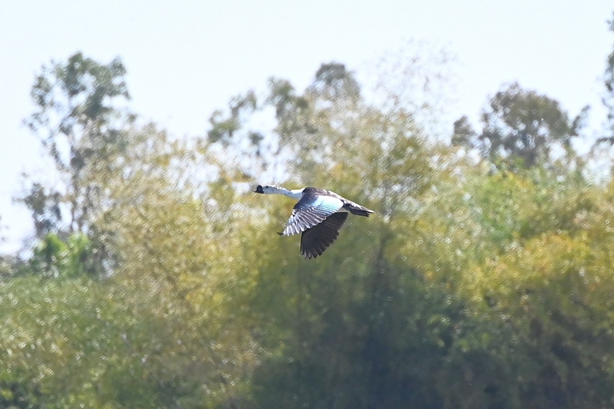 Knob-billed Duck - ML630060125