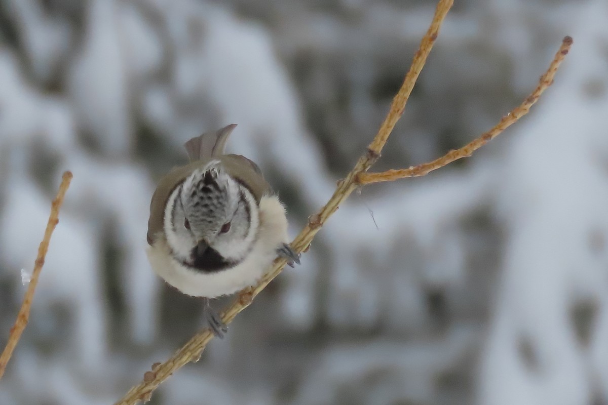 Crested Tit - ML630060412