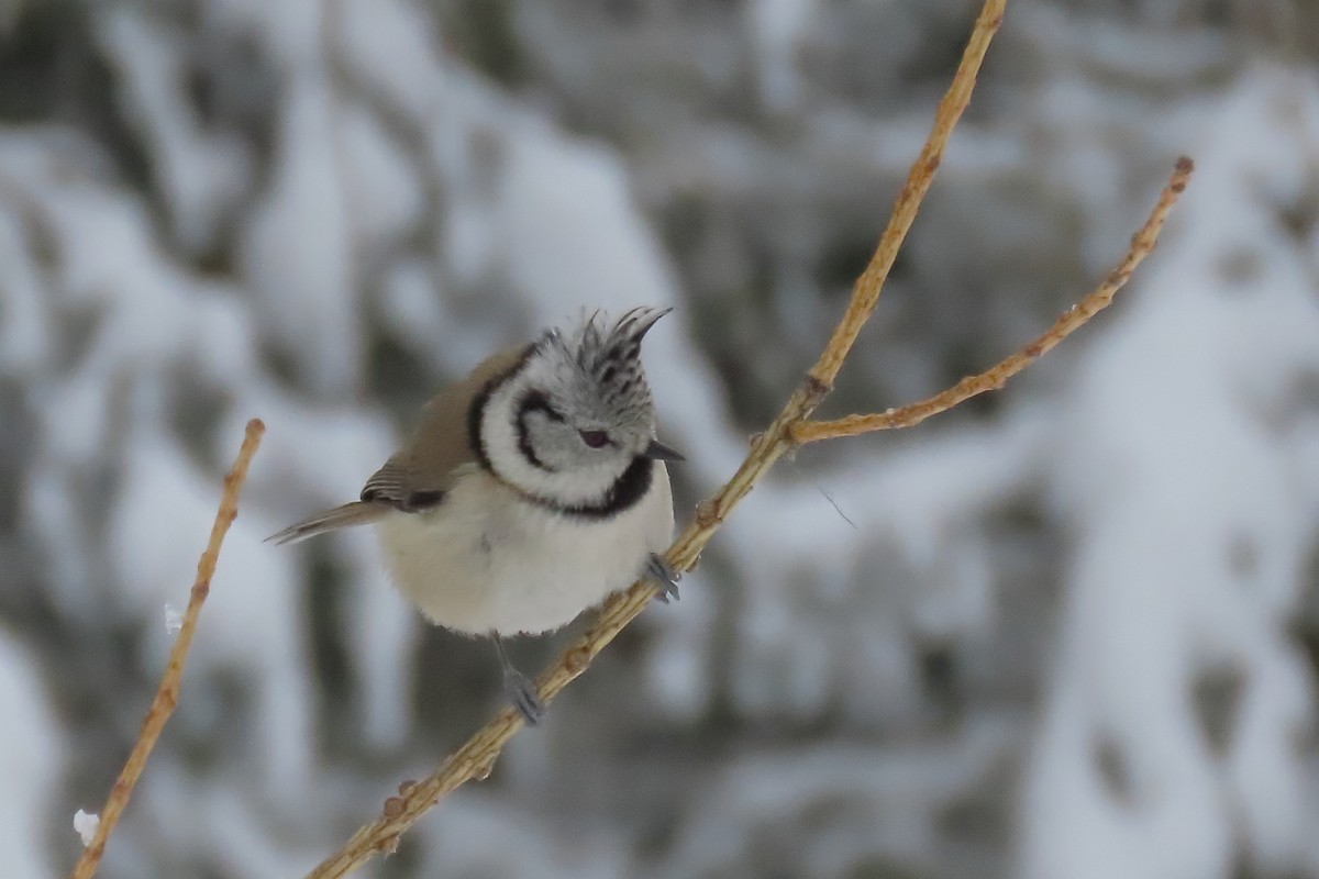 Crested Tit - ML630060413