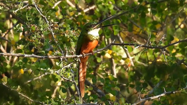 Jacamar à queue rousse - ML630060427