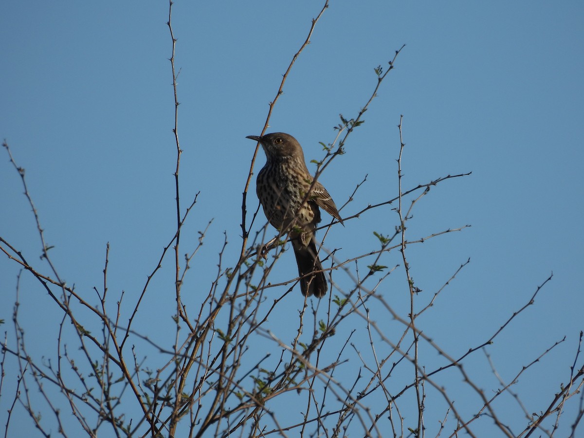 Sage Thrasher - ML630060432