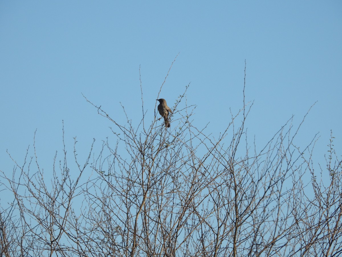 Sage Thrasher - ML630060451
