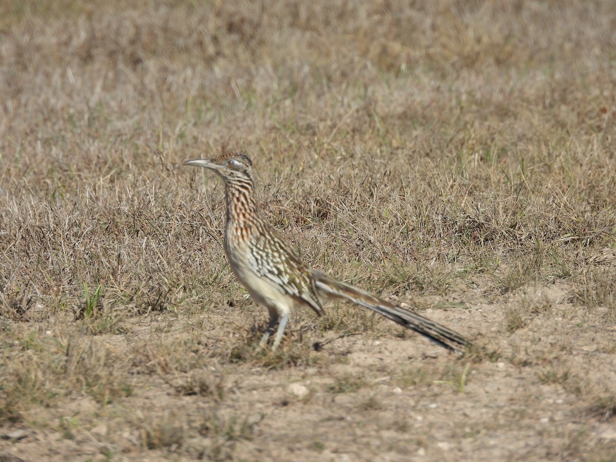 Greater Roadrunner - ML630060467