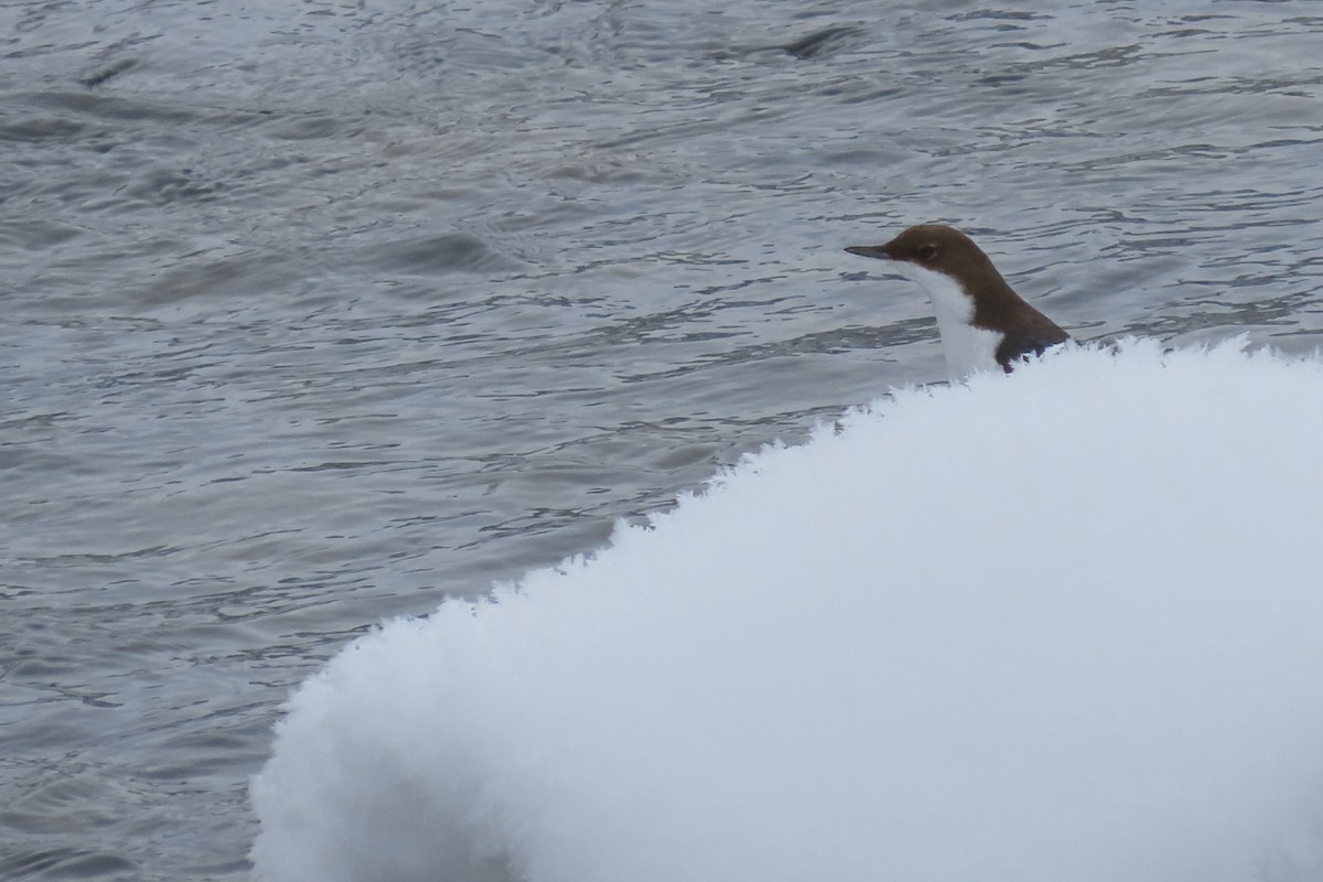 White-throated Dipper - ML630060486