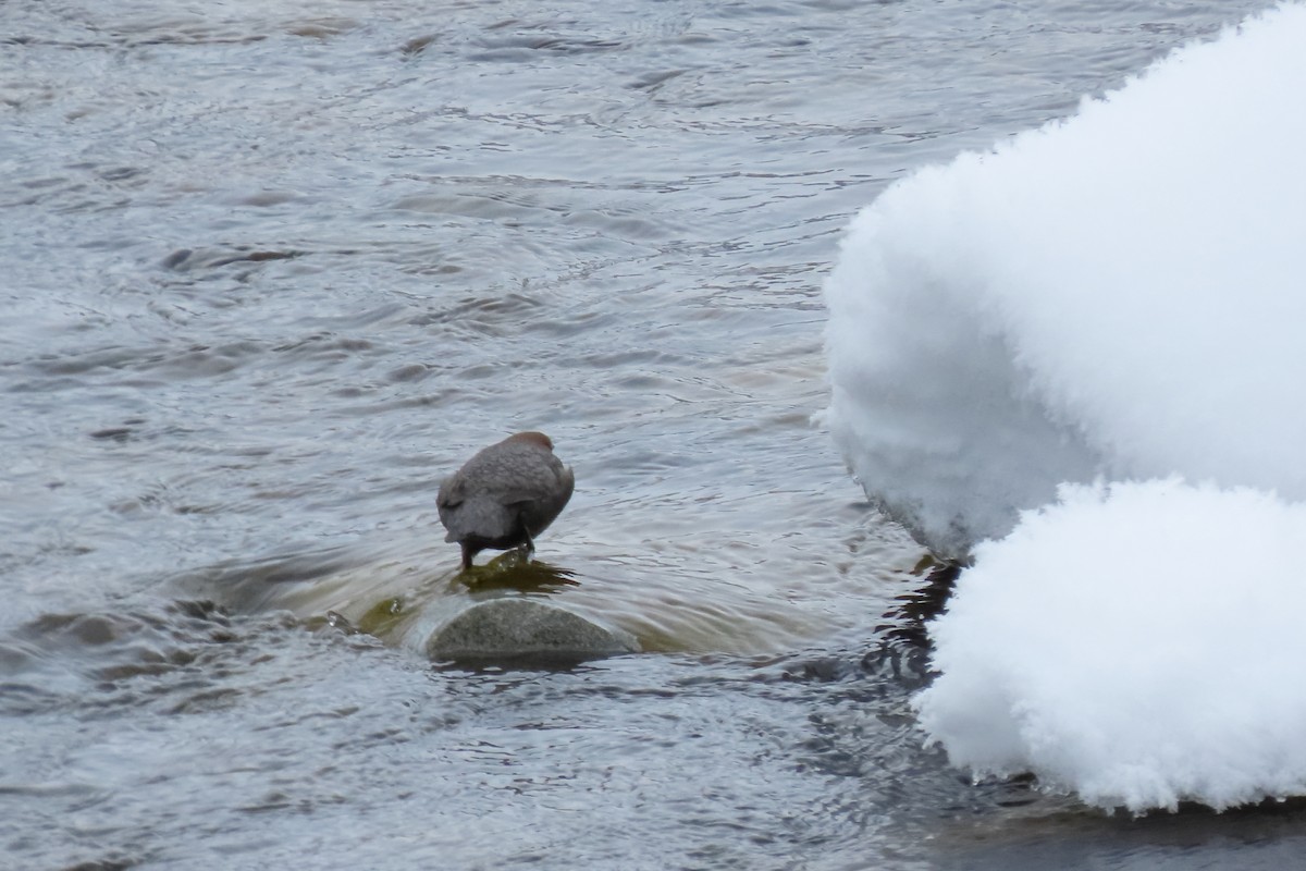 White-throated Dipper - ML630060488