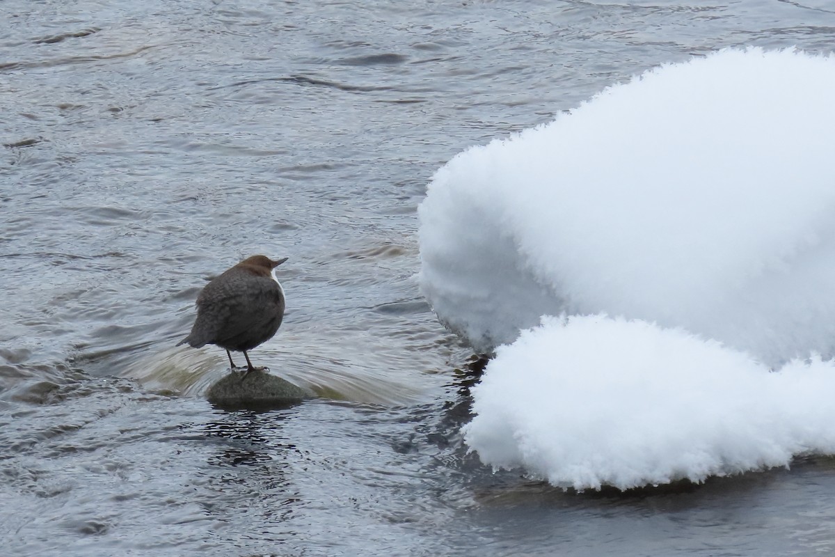 White-throated Dipper - ML630060489