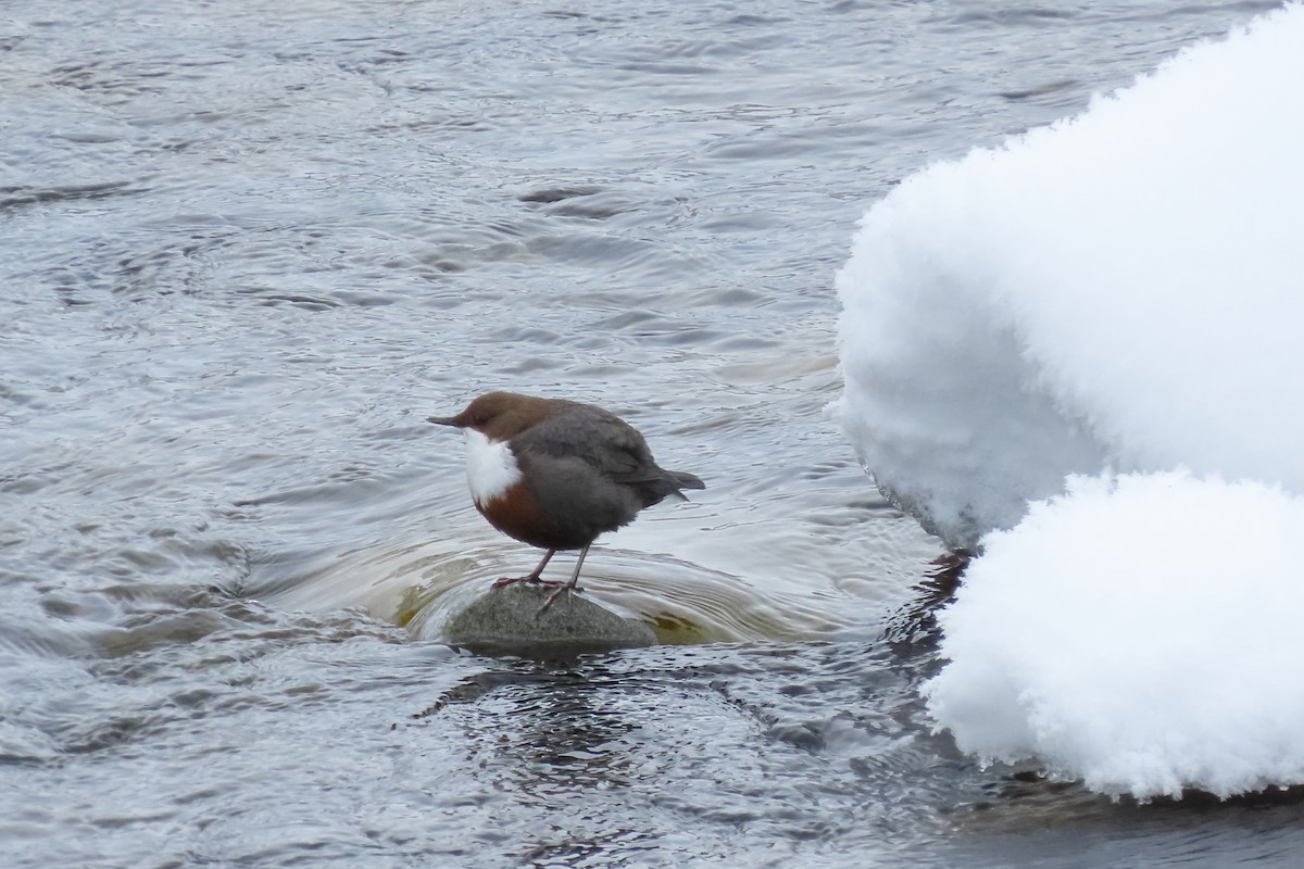 White-throated Dipper - ML630060490