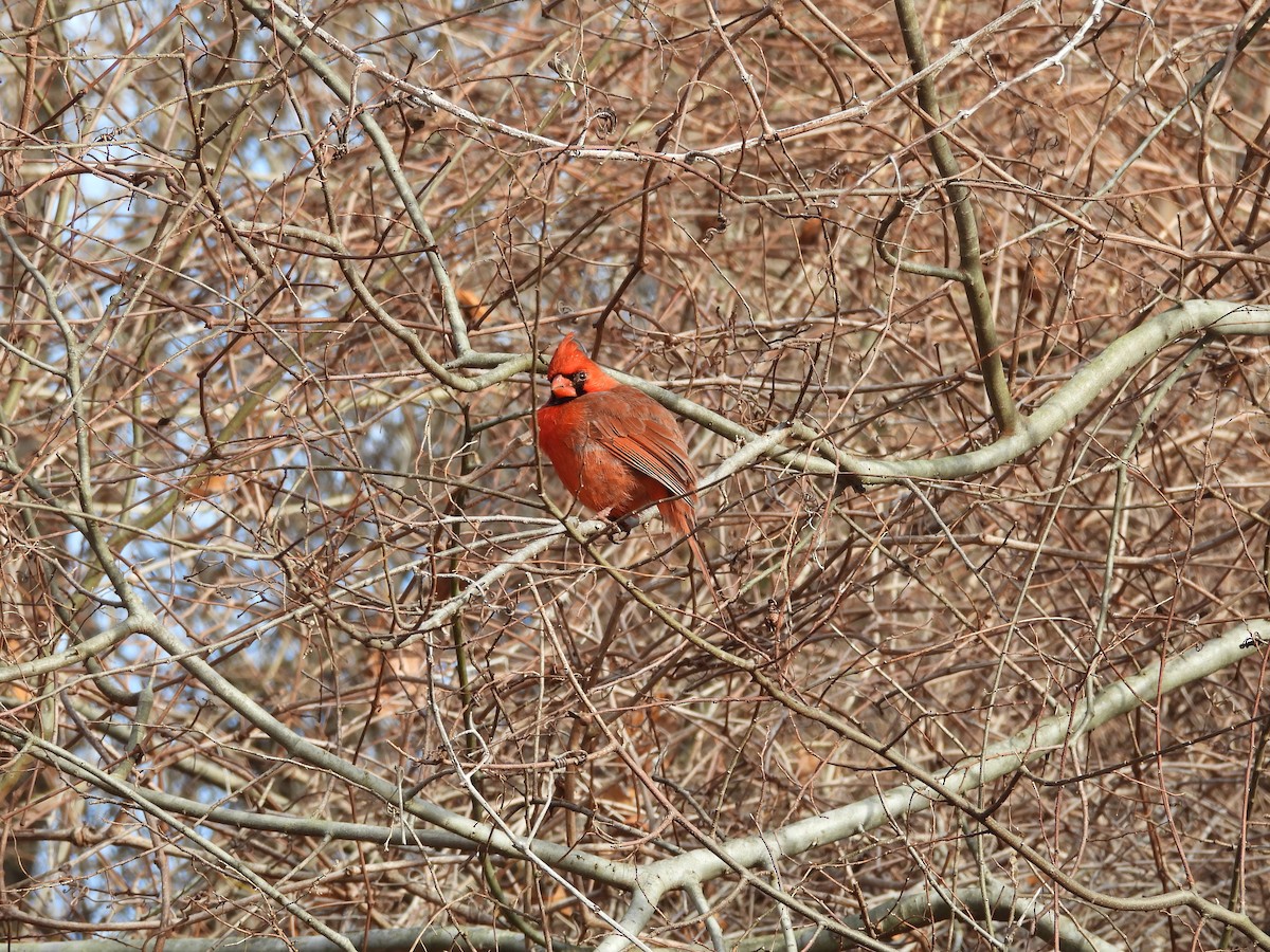 Northern Cardinal - ML630060497