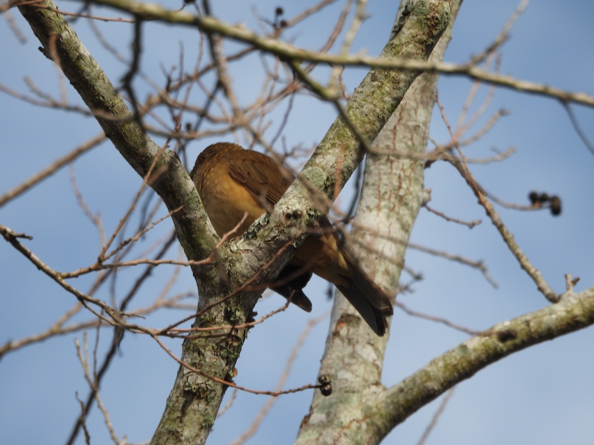 Clay-colored Thrush - ML630060559