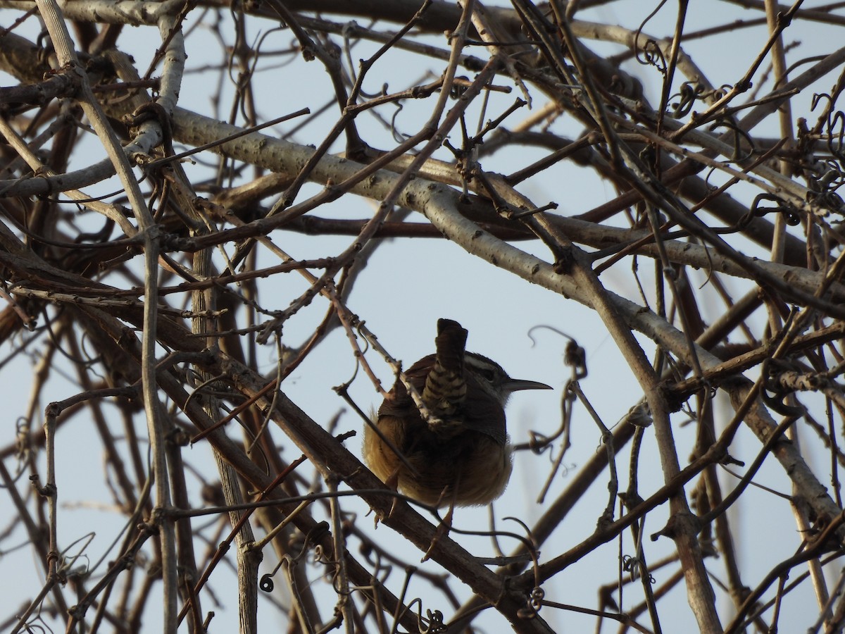 Carolina Wren - ML630060570