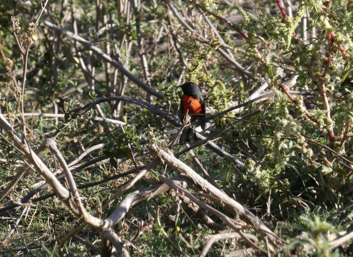 Slate-throated Redstart - ML630060578