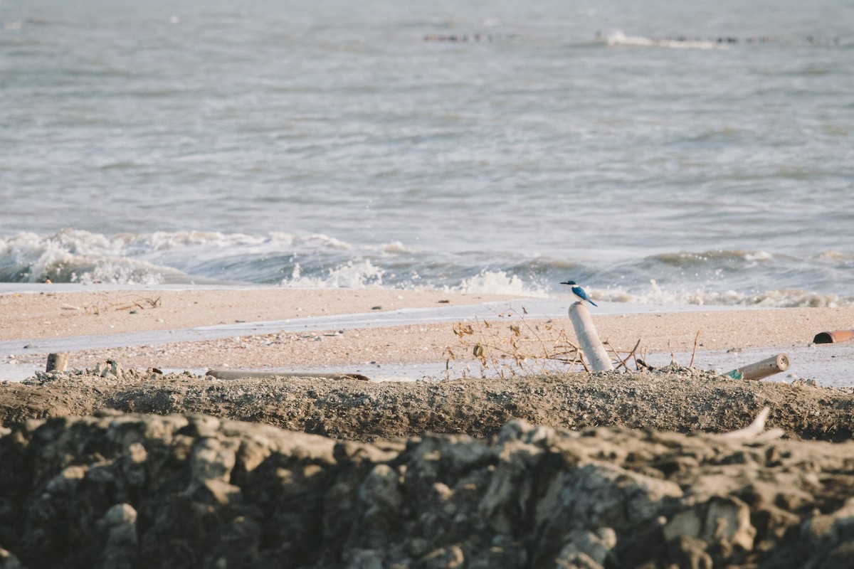 Collared Kingfisher - ML630060719