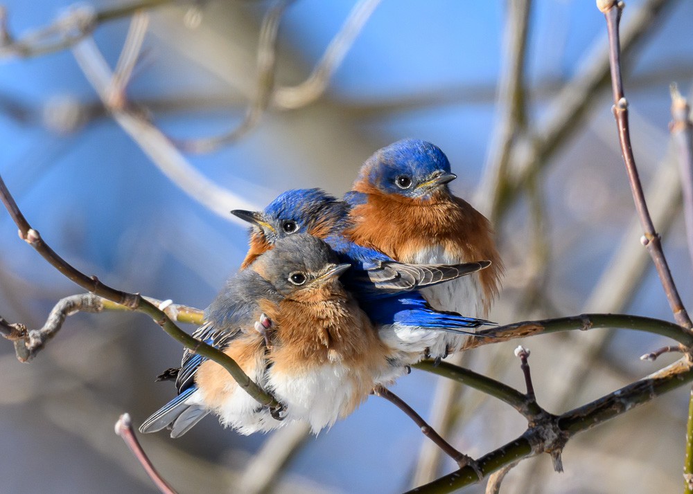 Eastern Bluebird - ML630060737
