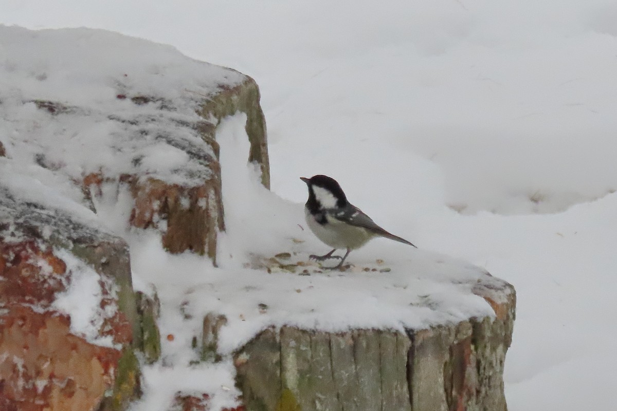 Coal Tit - ML630060738