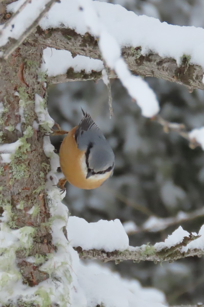 Eurasian Nuthatch - ML630060806