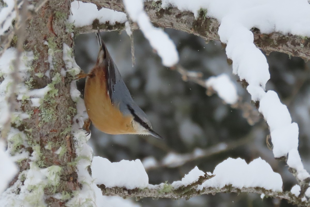 Eurasian Nuthatch - ML630060807