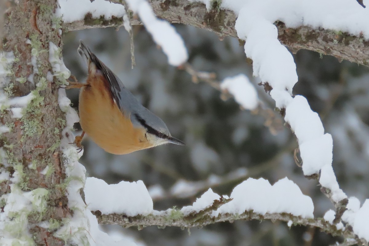 Eurasian Nuthatch - ML630060809
