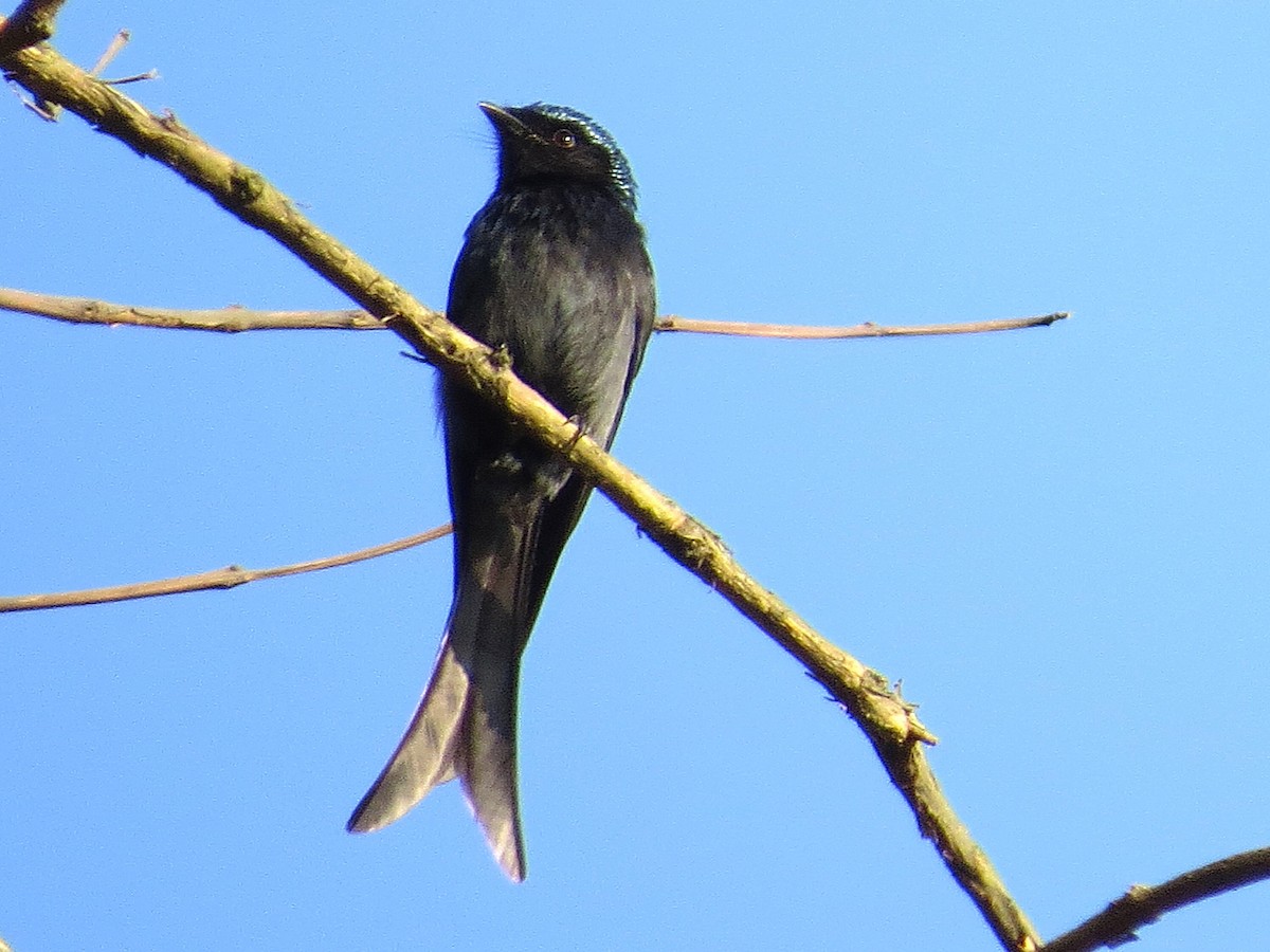 Bronzed Drongo - ML630060906