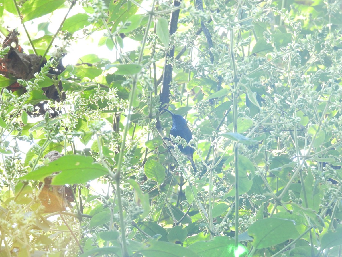 Blue-headed Sunbird - ML630061006