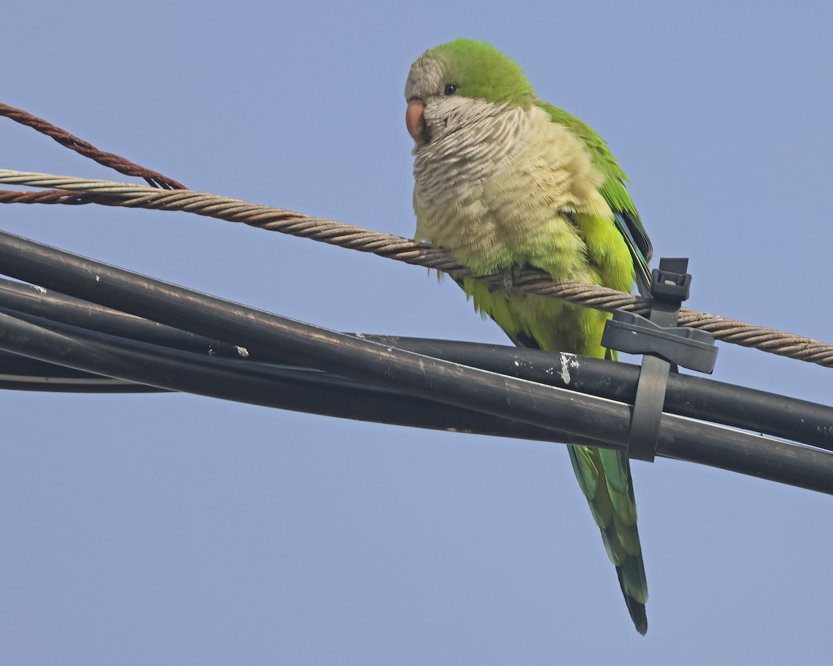 Monk Parakeet (Monk) - ML630061108
