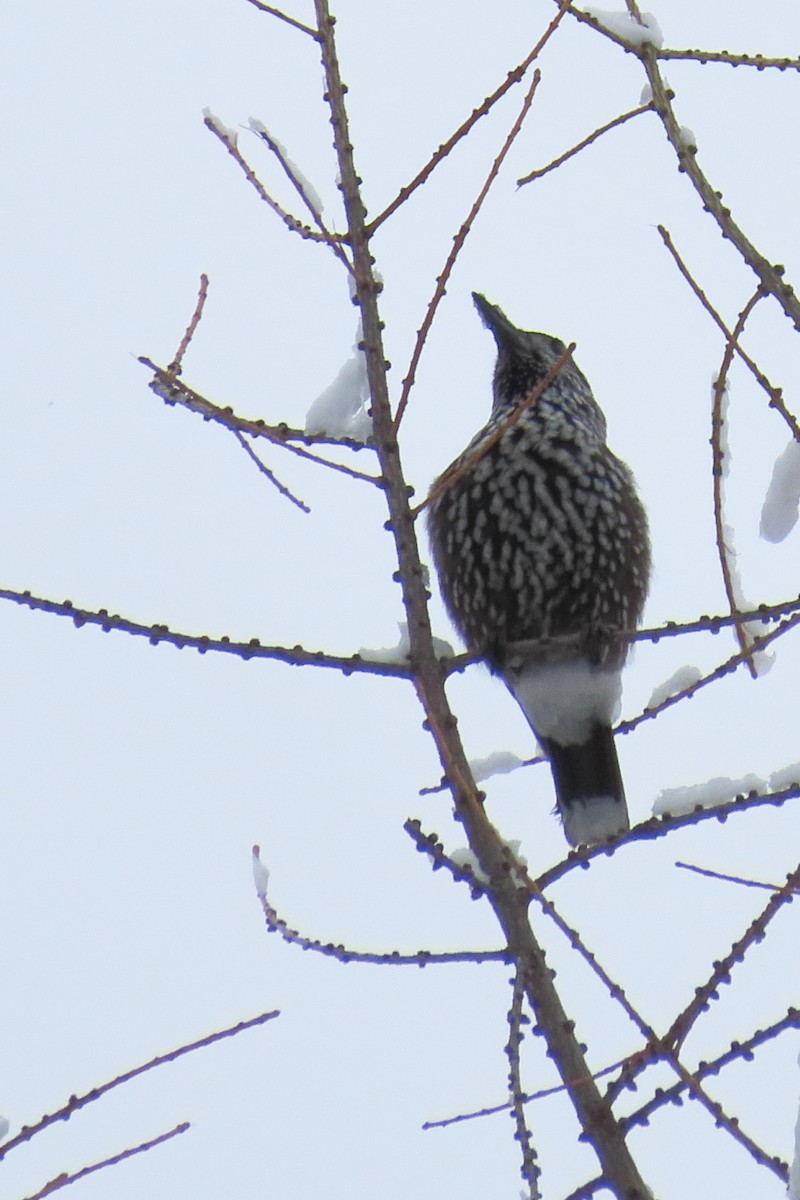 Northern Nutcracker - ML630061150