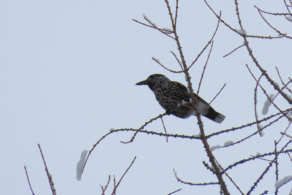 Northern Nutcracker - ML630061154