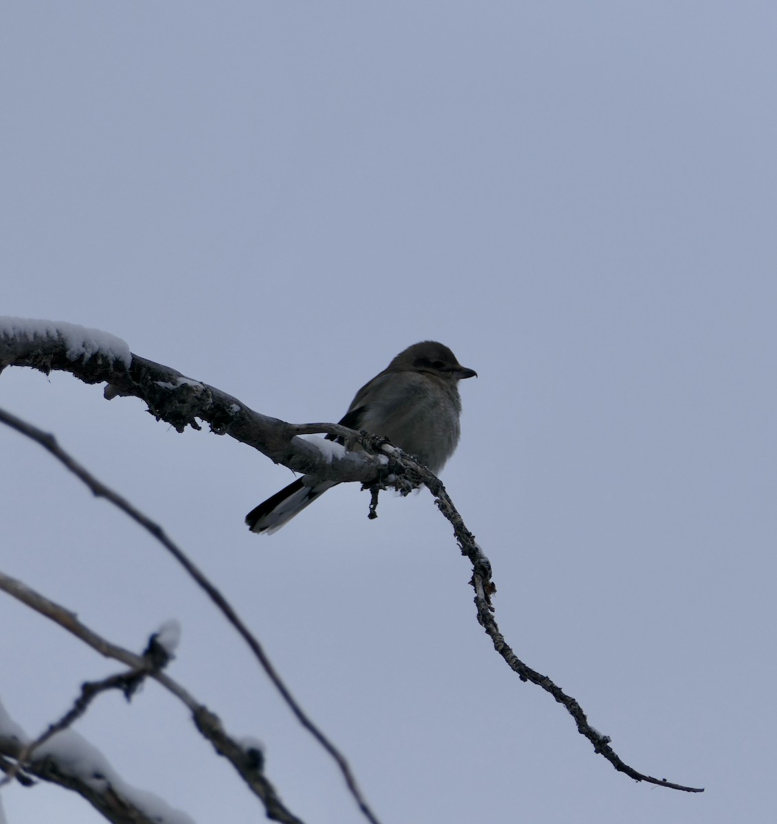 Northern Shrike - ML630061168