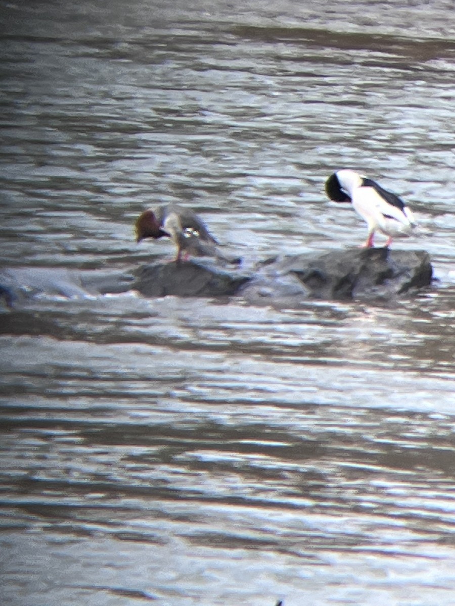 Common Merganser - ML630061182