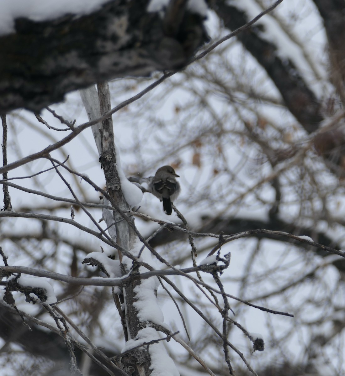 Northern Shrike - ML630061200