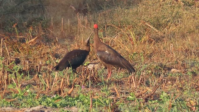 Red-naped Ibis - ML630061233