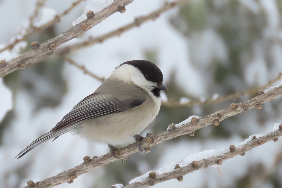 Willow Tit (Willow) - ML630061592