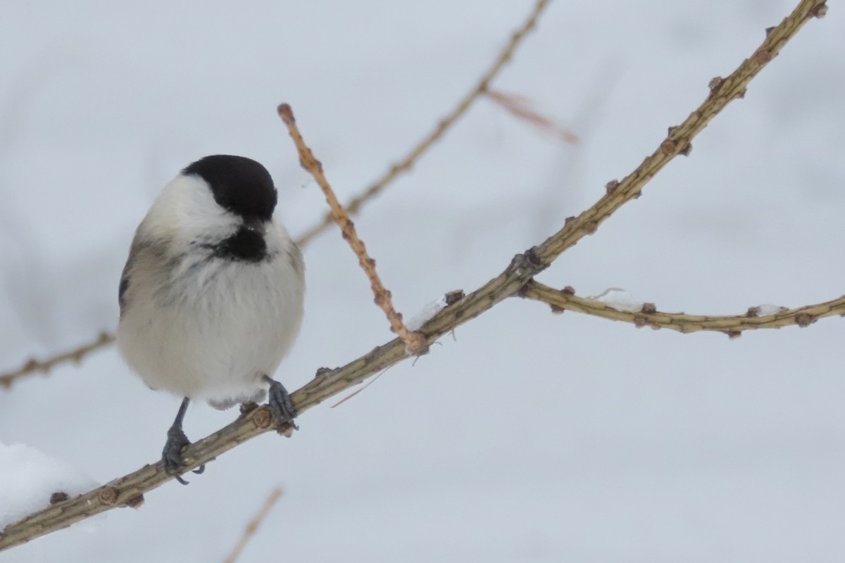 Willow Tit (Willow) - ML630061593