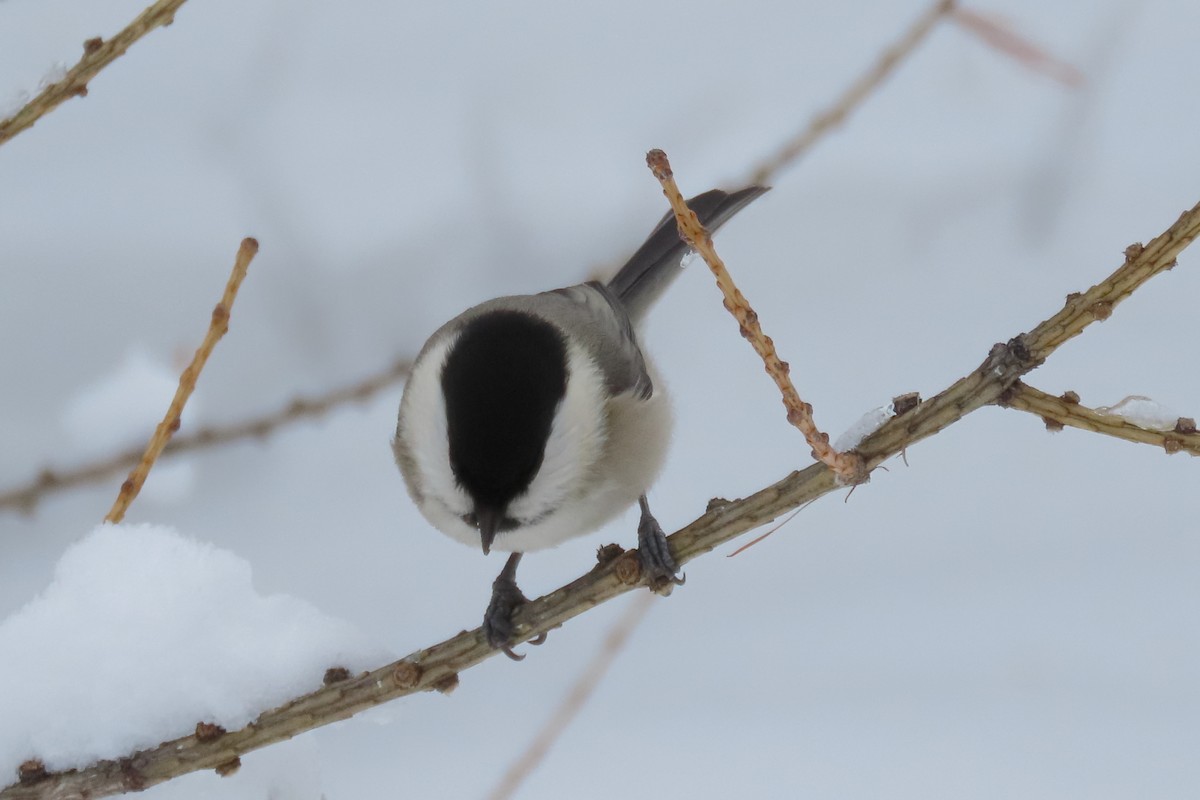 Willow Tit (Willow) - ML630061594
