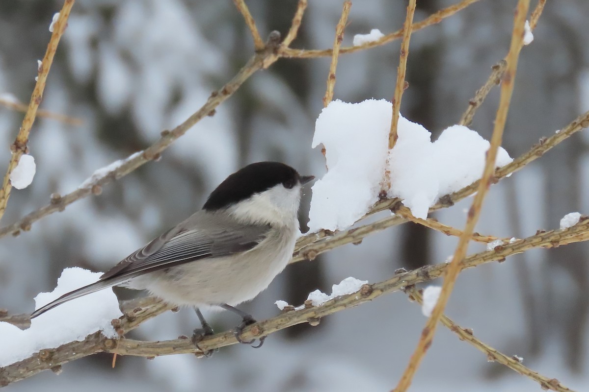 Willow Tit (Willow) - ML630061595