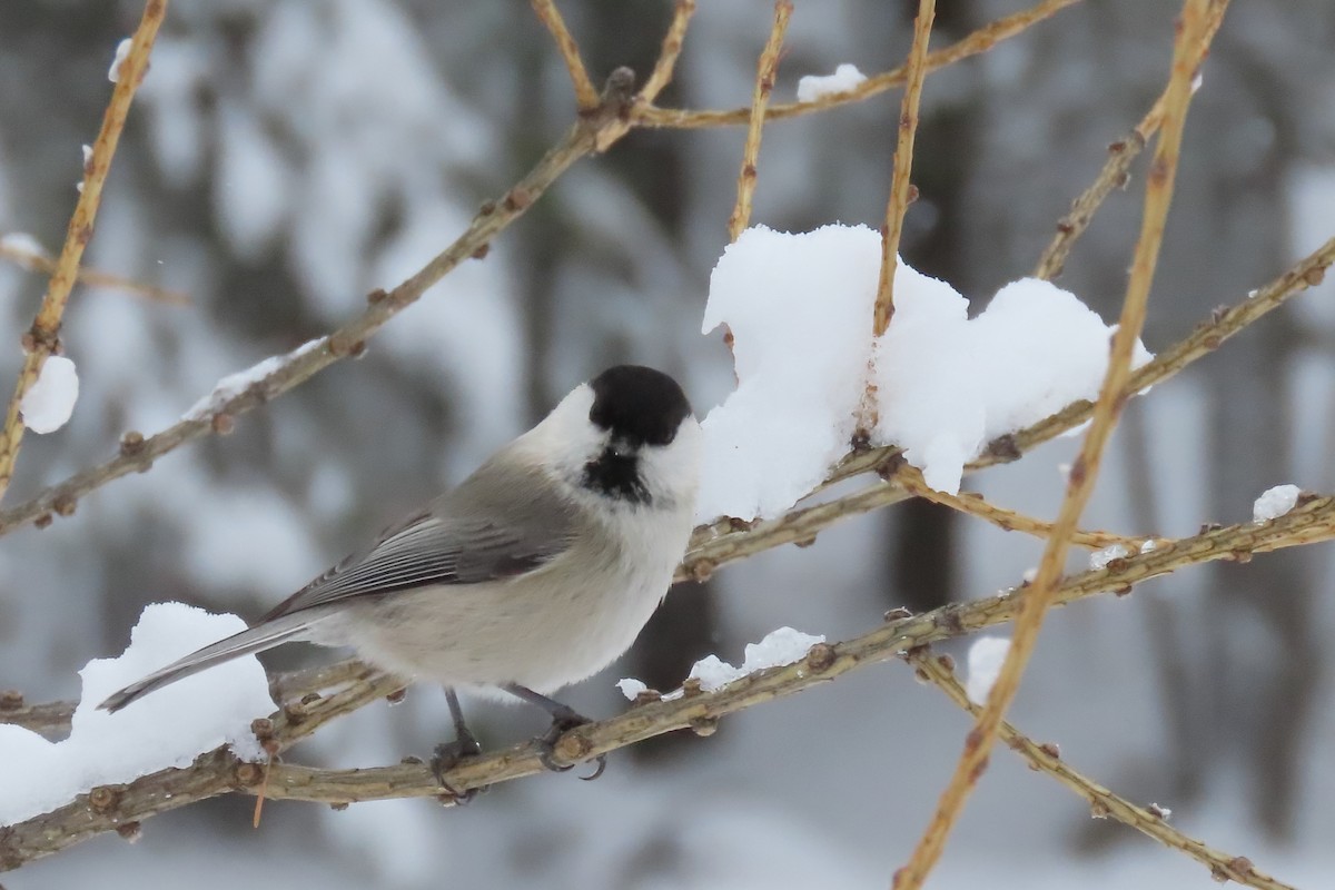 Willow Tit (Willow) - ML630061596